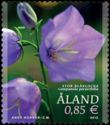 Peach-leaved bellflower (Campanula persicifolia)
