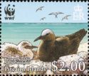 Brown Noddy (Anous stolidus)