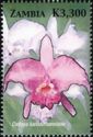 Cattleya luedoemanniana