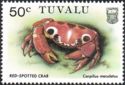 Red-spotted Crab (Carpilius maculatus)