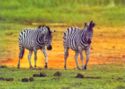 Zebras – Gucta, Botswana