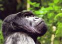 Gorilla – Rwanda