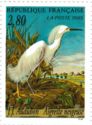 Snowy Egret (Egretta thula)