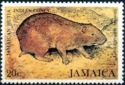 Jamaican Hutia (Geocapromys brownii)