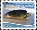 Green Sea Turtle (Chelonia mydas)