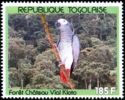 Grey Parrot (Psittacus erithacus) in Vial Kloto Forest