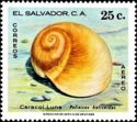 Moon Snail (Polinices helicoides)