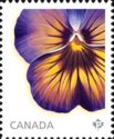 Midnight Glow Pansy - from booklet