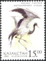 Demoiselle Crane (Anthropoides virgo)