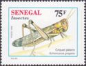 Desert Locust (Schistocerca gregaria)