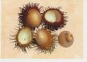 Rambutan