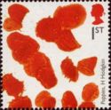 Poppies. H Hodgkin