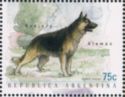German Shepherd (Canis lupus familiaris)