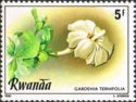 Gardenia ternifolia