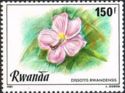 Dissotis rwandensis