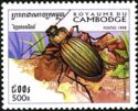 Golden Ground Beetle (Carabus auronitens)
