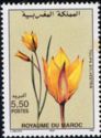 Wild Tulip (Tulipa sylvestris)