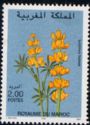 Lupinus luteus