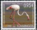 Greater Flamingo (Phoenicopterus roseus)