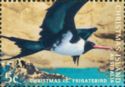 Christmas Island Frigatebird (Fregata andrewsi)