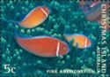 Three Pink Anemonefish (Amphiprion perideraion)