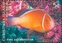 One Pink Anemonefish (Amphiprion perideraion)