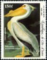 American White Pelican (Pelecanus erythrorhynchos)