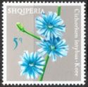Chicory (Cichorium intybus)