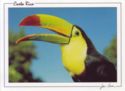 Keel-Billed Toucan (Ramphastos sulfuratus)