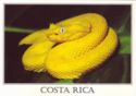 Eyelash Palm Pitviper - Bothriechis schlegelii