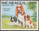 American Cocker Spaniel (Canis lupus familiaris)