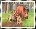 Wild Boar (Sus scrofa)