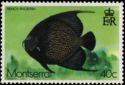 French Angelfish (Pomacanthus arcuatus)
