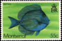Blue Tang (Acanthurus coeruleus)