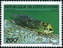 Cicada (Cicadidae sp.)
