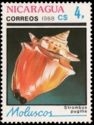 West Indian Fighting Conch (Strombus pugilis)