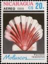 Japanese Baking Scallop (Pecten laqueatus)