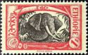 African Elephant (Loxodonta africana)