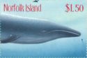 Blue Whale (Balaenoptera musculus)