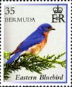 Eastern Bluebird (Sialia sialis)