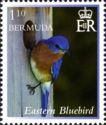 Eastern Bluebird (Sialia sialis)