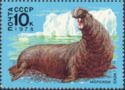 Southern Elephant-seal (Mirounga leonina)