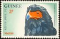Bateleur Eagle (Terathopius ecaudatus)