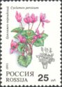 Persian Cyclamen (Cyclamen persicum)