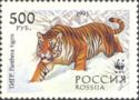 Siberian Tiger (Panthera tigris altaica)