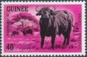 African Forest Buffalo (Syncerus caffer nanus)