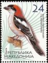 Woodchat Shrike (Lanius senator)