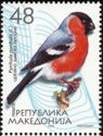 Eurasian Bullfinch (Pyrrhula pyrrhula)