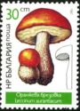 Leccinum aurantiacum