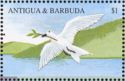 White Tern